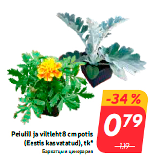 Allahindlus - Peiulill ja viltleht 8 cm potis (Eestis kasvatatud), tk*