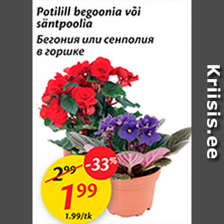 Скидка - Бегония или сенполия в горшке