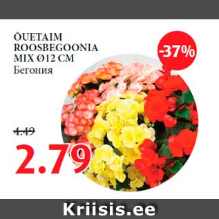Allahindlus - ÕUETAIM ROOSBEGOONIA MIX Ø12 CM