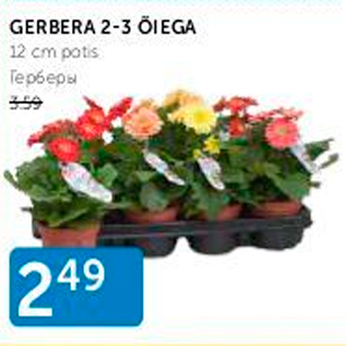 Allahindlus - GERBERA 2-3 ÕIEGA