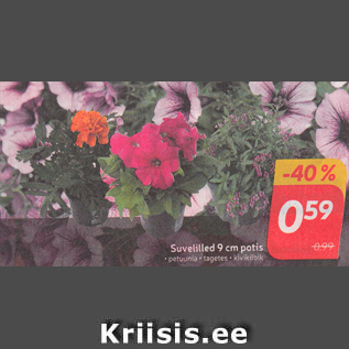 Скидка - Летние цветы в горшках 9 см