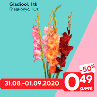 Allahindlus - Gladiool, 1 tk