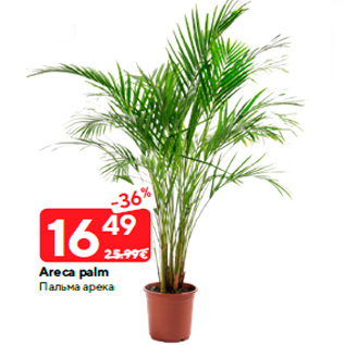 Allahindlus - Areca palm