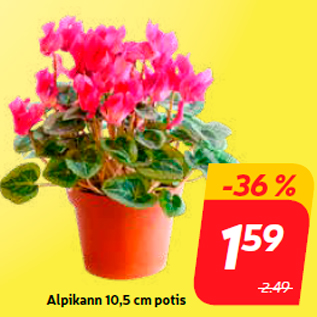 Allahindlus - Alpikann 10,5 cm potis