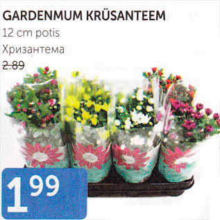Скидка - ХРИЗАНТЕМА