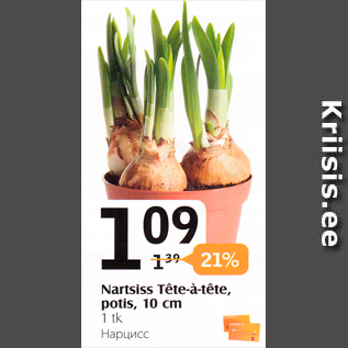 Allahindlus - Nartsiss Tete-a-tete, potis, 10 cm, 1 tk