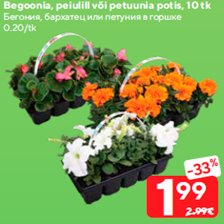 Allahindlus - Begoonia, peiulill või petuunia potis, 10 tk