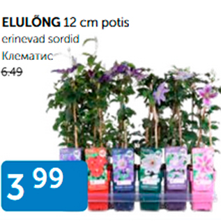 Allahindlus - ELULÕNG 12 cm potis