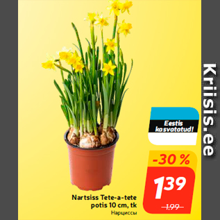 Allahindlus - Nartsiss Tete-a-tete potis 10 cm, tk