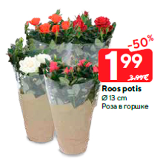 Скидка - Роза в горшке