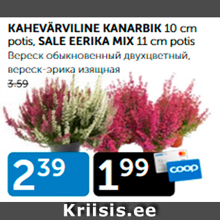 Allahindlus - KAHEVÄRVILINE KANARBIK 10 cm potis, SALE EERIKA MIX 11 cm potis