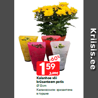 Скидка - Каланхоэ или хризантема в горшке