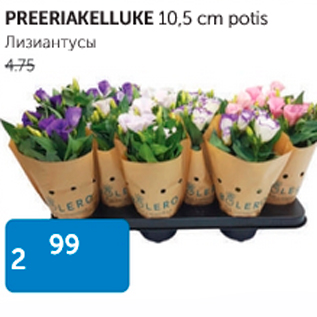 Allahindlus - PREERIAKELLUKE 10,5 cm potis