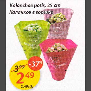 Скидка - Каланхоэ в горшке