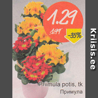 Allahindlus - Primula potis, tk