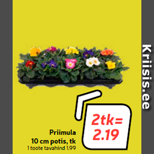 Allahindlus - Priimula 10 cm potis, tk