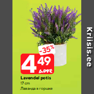 Allahindlus - Lavendel potis 17 cm