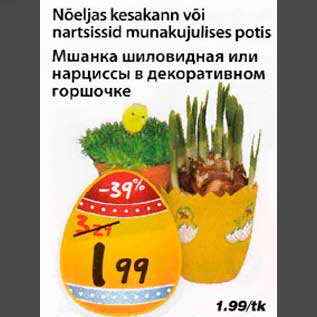 Скидка - Мшанка шиловидная или нарциссы в декоративном горшочке