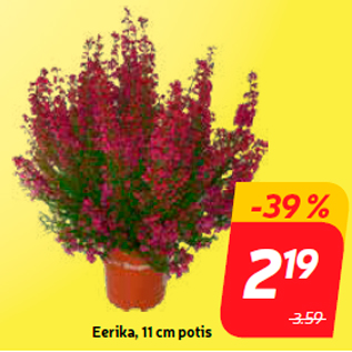 Скидка - Eerika, горшок 11 см