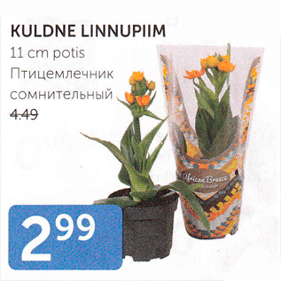 Скидка - ПТИЦЕМЛЕЧНИК СОМНИТЕЛЬНЫЙ