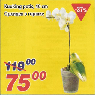 Allahindlus - Kuuking potis