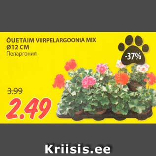 Allahindlus - ÕUETAIM VIIRPELARGOONIA MIX Ø12 CM