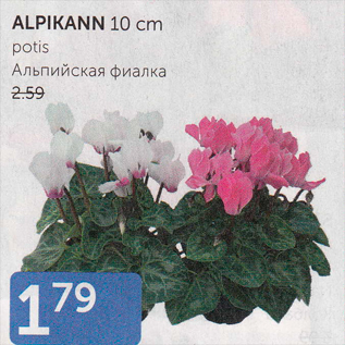 Скидка - АЛЬПИЙСКАЯ ФИАЛКА