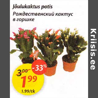 Скидка - Рождесmвенскuй какmус в горшке
