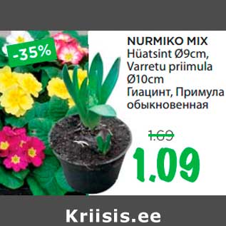 Allahindlus - NURMIKO MIX Hüatsint Ø9cm, Varretu priimula Ø10cm
