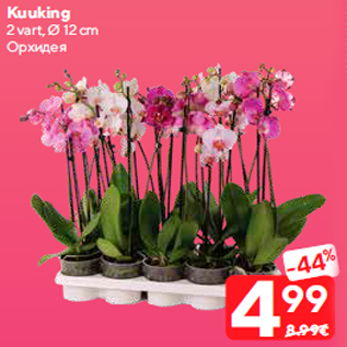 Allahindlus - Kuuking