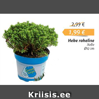 Allahindlus - Hebe roheline D12 cm