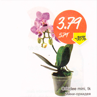 Скидка - Мини-орхидея