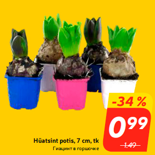 Allahindlus - Hüatsint potis, 7 cm, tk