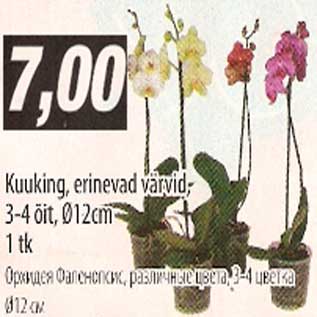 Скидка - Орхидея Фаленопсис,различные цвета,3-4 цветка