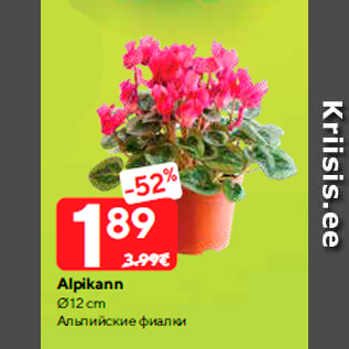 Скидка - Альпийские фиалки