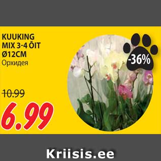 Allahindlus - KUUKING MIX 3-4 ÕIT Ø12CM