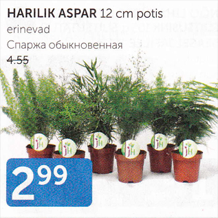 Скидка - СПАРЖА ОБЫКНОВЕННАЯ