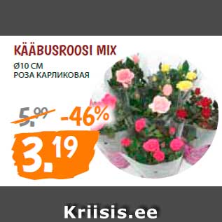 Скидка - Роза карликовая