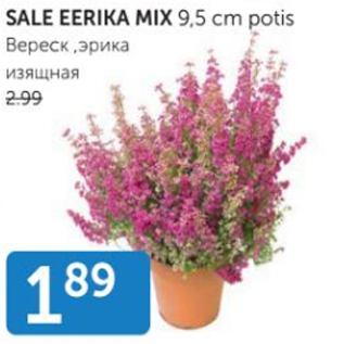 Скидка - Вереск, эрика изящная