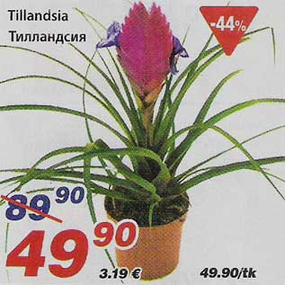 Allahindlus - Tillandsia