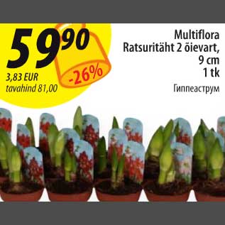 Allahindlus - Multiflora Ratsuritäht 2 õievart