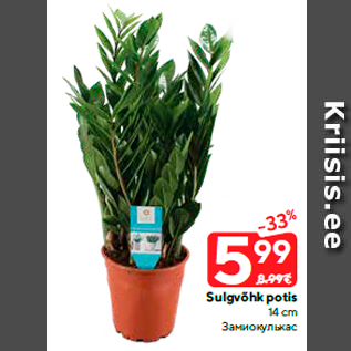 Allahindlus - Sulgvõhk potis 14 cm