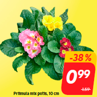 Скидка - Примула микс в горшке, 10 см