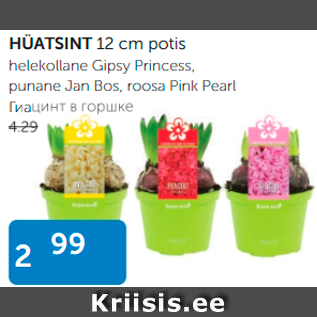 Allahindlus - HÜATSINT 12 cm potis