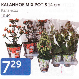 Allahindlus - KALANHOE MIX POTIS 14 CM