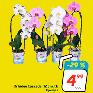 Allahindlus - Orhidee Cascada, 12 cm, tk