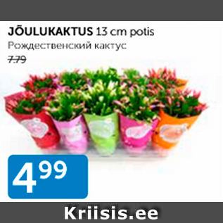 Allahindlus - JÕULUKAKTUS 13 cm potis