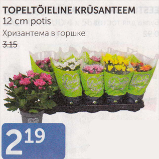 Скидка - ХРИЗАНТЕМА В ГОРШКЕ