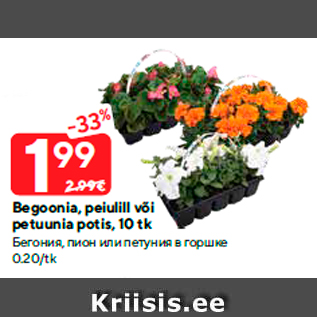 Allahindlus - Begoonia, peiulill või petuunia potis, 10 tk