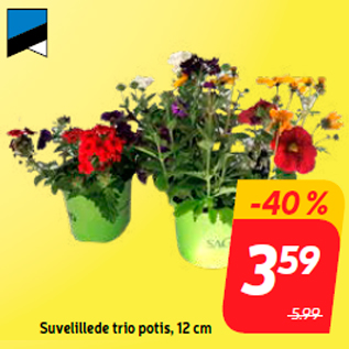 Скидка - Suvelillede trio potis, 12 cm